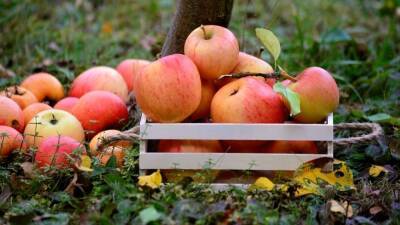 Польские садоводы вынуждены продавать яблоки ниже себестоимости из-за эмбарго России