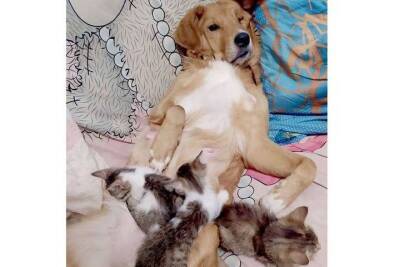 В Новомичуринске Рязанской области собака стала мамой для шестерых котят
