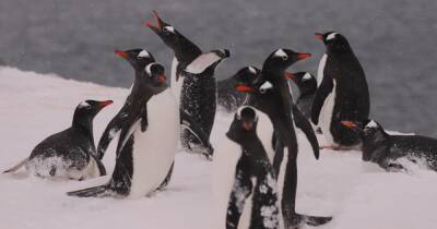 Украинских полярников в Антарктиде накрыло снегом. Пингвины не пострадали и делают гнезда (фото)