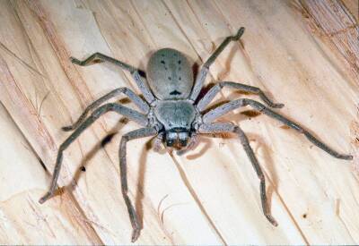 Это Австралия, детка: Огромный паук чуть не сорвал пресс-конференцию министра здравоохранения