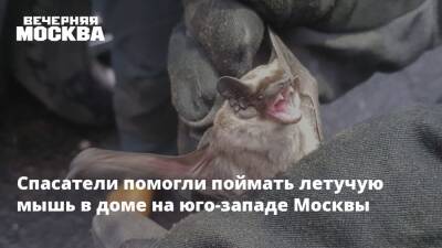 Спасатели помогли поймать летучую мышь в доме на юго-западе Москвы