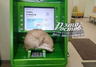 Охраняющий банкомат кот в Ростове-на-Дону стал звездой соцсетей