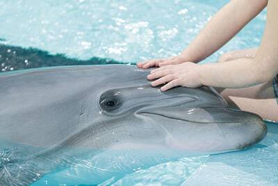 Океанариум Екатеринбурга опроверг информацию об избиении дельфинов