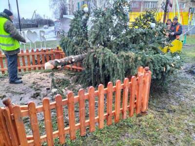 На Ровенщине упала новогодняя елка