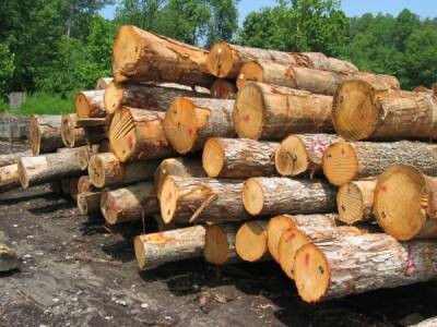 Власти одобрили продажу крупнейшей лесной компании на Дальнем Востоке