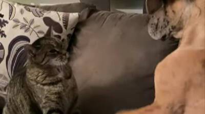 Забавное противостояние собаки и кота попало на видео в Канаде
