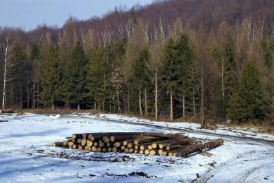В Новосибирске вышли на след заказчика незаконной вырубки 228 деревьев в Калининском районе