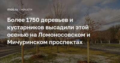 Более 1750 деревьев и кустарников высадили этой осенью на Ломоносовском и Мичуринском проспектах - mos.ru - Москва - Благоустройство