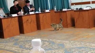 Заседание Псковской городской Думы по бюджету посетил кот