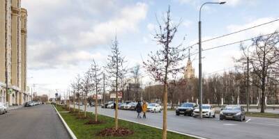Более 1750 деревьев и кустарников высадили на Ломоносовском и Мичуринском проспектах