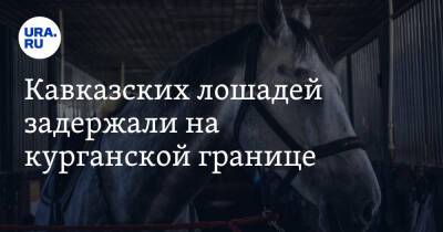 Кавказских лошадей задержали на курганской границе