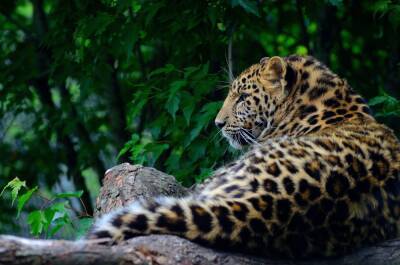 В Индии мать голыми руками отбила сына у леопарда