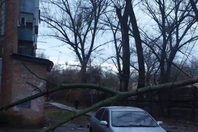 На Военведе в Ростове-на-Дону дерево упало на линию электропередач