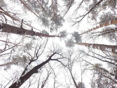 Депутаты Курултая хотят узаконить в Башкирии питомники по лесовосстановлению