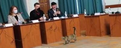 Кошка Маша проинспектировала работу депутатов Псковской гордумы, обсуждавших бюджет