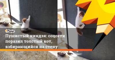 Пушистый ниндзя: соцсети поразил толстый кот, взбирающийся на стену