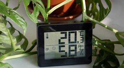 Какая температура нужна комнатным растениям?