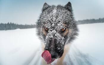 Если волки клацают зубами около вашего дома, звоните в Облохотдепартамент