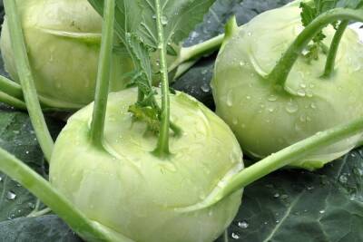 Кольраби: доступный и невероятно полезный овощ