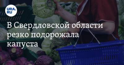 В Свердловской области резко подорожала капуста