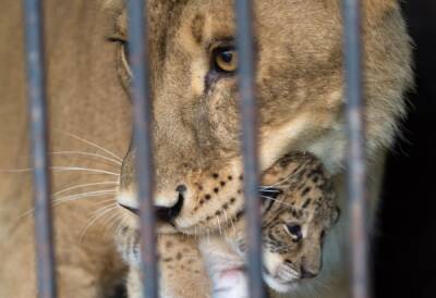 В Госдуме пригрозили шапито и зоопаркам массовым закрытием