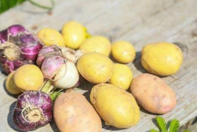 Как увеличить урожай картофеля в два раза: секрет опытных огородников