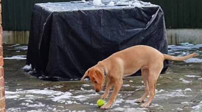 Собака пытается взять примерзший мячик, однако ничего не выходит – это забавный конфуз! (Видео)