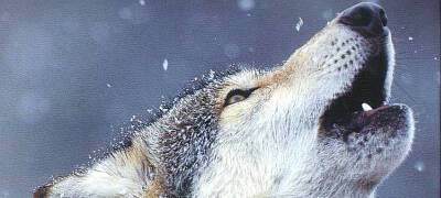 Охотники устроили облаву на волков в поселке Карелии