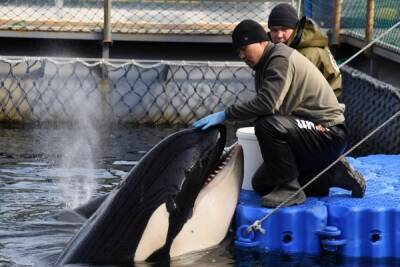 В Госдуме предложили запретить вылов морских млекопитающих в культурно-зрелищных целях