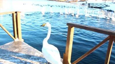 Выпуск спасённого в Кузбассе лебедя-кликуна в озеро на Алтае сняли на видео