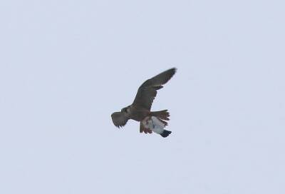 Фотограф запечатлел в небе над Гатчиной бой двух редких птиц