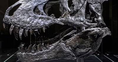 Тяжелая жизнь тираннозавра. Ученые обнаружили древнего гиганта с заболеванием костей