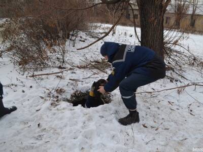 В Челябинске спасли щенков из канализационного люка