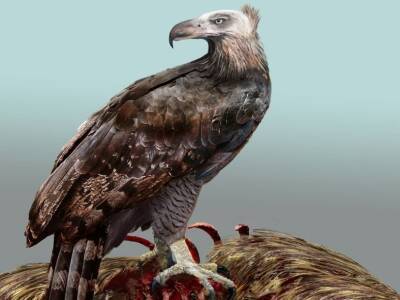 Режим питания вымершего новозеландского орла указал, что орел был лысым - polit.ru - Новая Зеландия - Крайстчерч