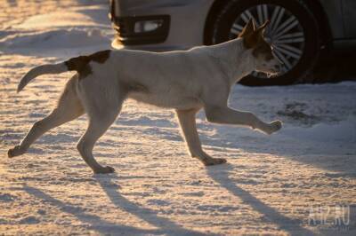 В администрации Анжеро-Судженска прокомментировали нападение собак на горожанку - gazeta.a42.ru - Кемерово - Судженск