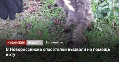 В Новороссийске спасателей вызвали на помощь коту