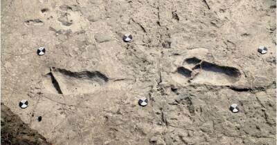 Перепутали с медведем. Найдены окаменевшие следы ранее неизвестного вида древних людей (фото)