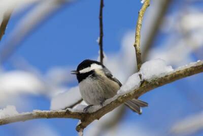 «Птицам нельзя давать ничего сладкого»: какие продукты опасны для здоровья птиц