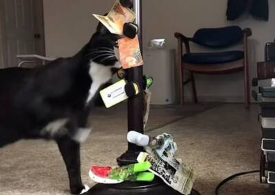 Кот по кличке Харпо ворует магниты с домашнего холодильника