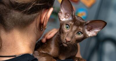 Инопланетно красивая кошка. Почему ориенталы – желанный подарок для истинных домоседов