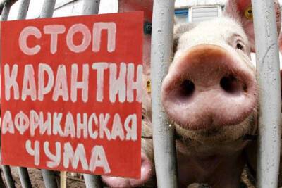 В Ярославской области выявили шестой очаг свиной чумы