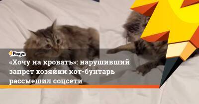 «Хочу на кровать»: нарушивший запрет хозяйки кот-бунтарь рассмешил соцсети