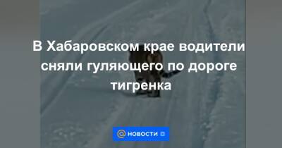 В Хабаровском крае водители сняли гуляющего по дороге тигренка