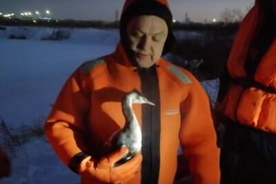 В Новосибирске спасли раненую водоплавающую птицу