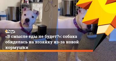 «В смысле еды не будет?»: собака обиделась на хозяйку из-за новой кормушки