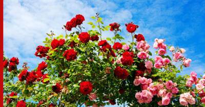Зимостойкие сорта вьющихся роз: преимущества и особенности