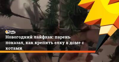 Новогодний лайфхак: парень показал, как крепить елку в доме с котами