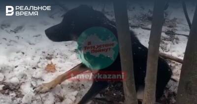 Соцсети: в Дербышках нашли привязанную к дереву собаку