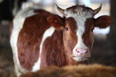 Ученые случайно нашли способ сократить вредные выбросы от коров