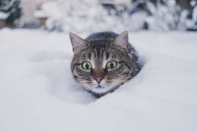 В Томске 20 декабря выпадет 7-сантиметровый слой снега
